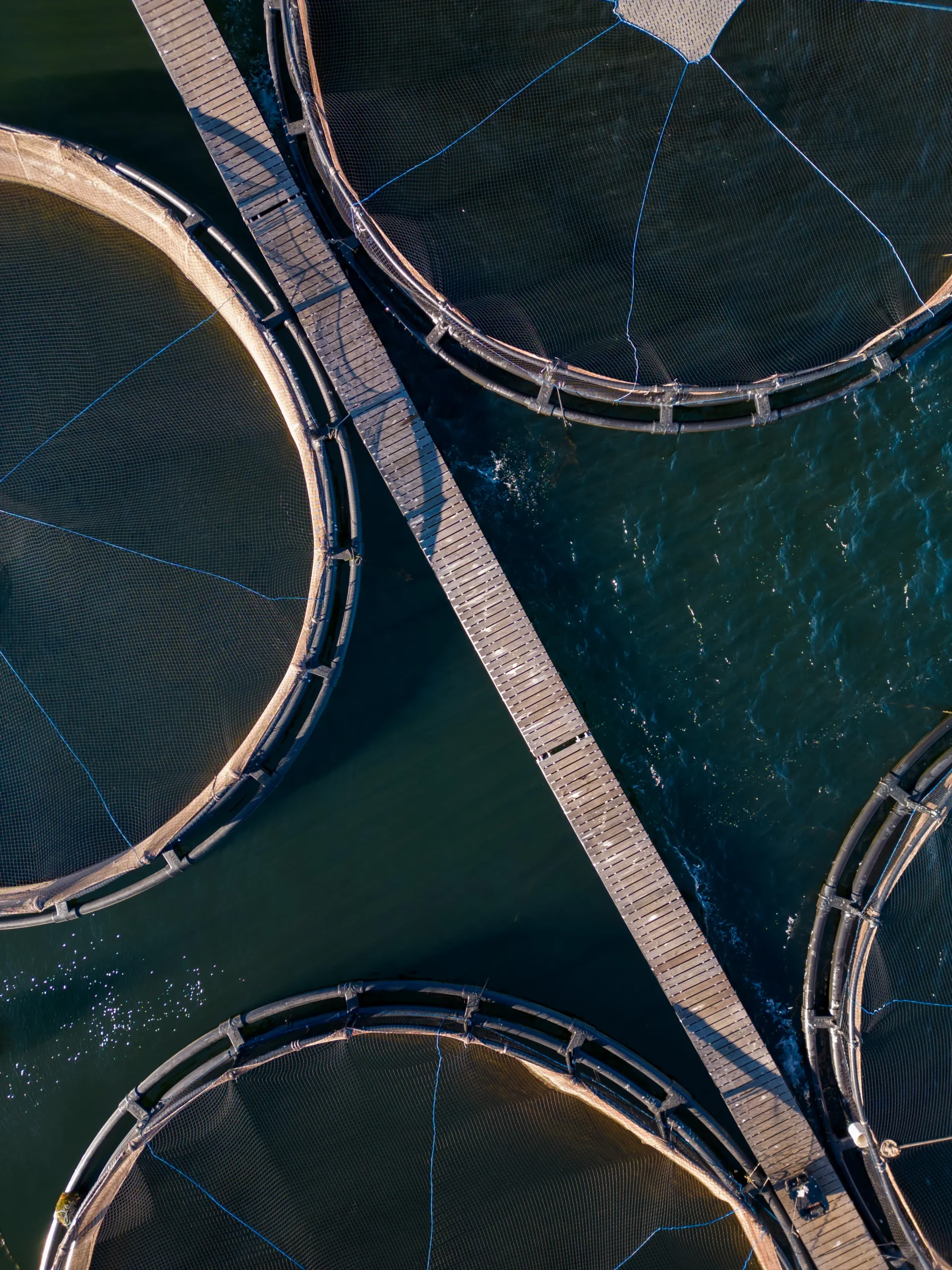 salmon-fish-farm-in-the-river-aerial-view-2026-03-23-22-26-53-utc SASISOPA